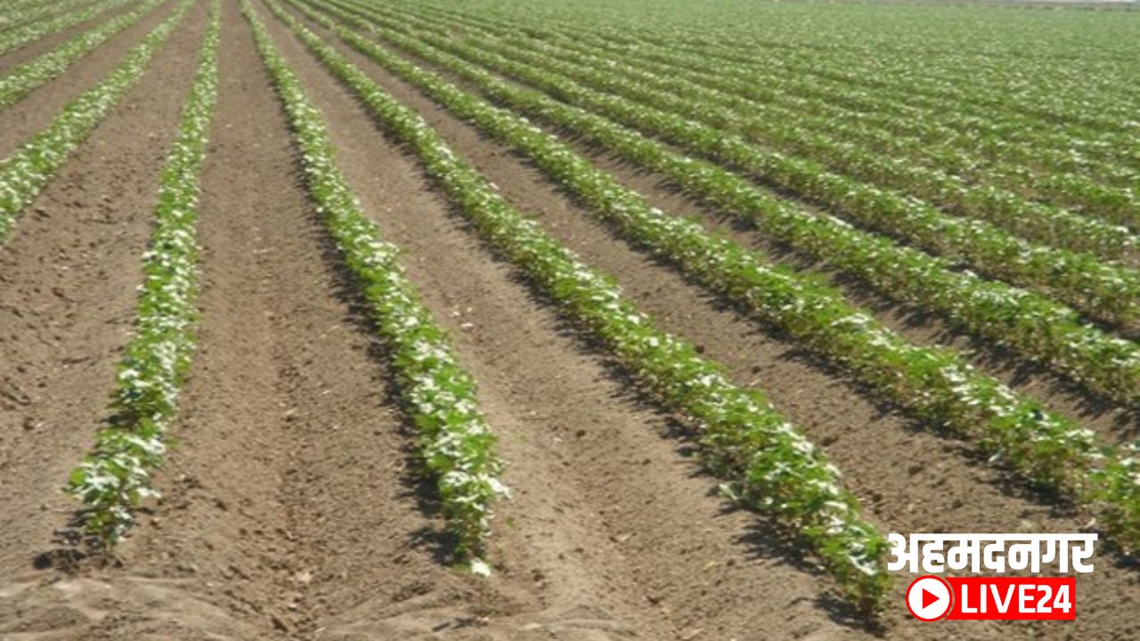 Cotton Crop