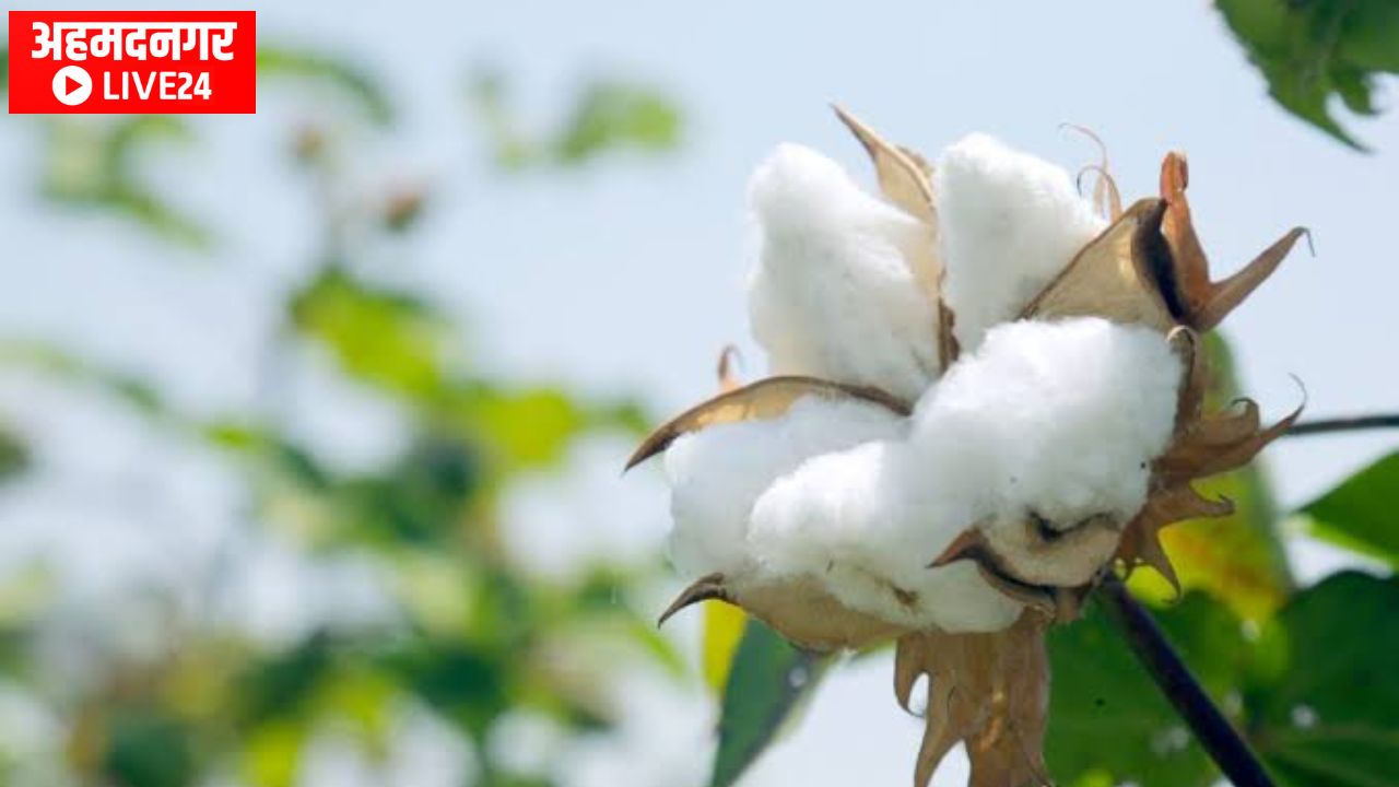 Cotton Farming