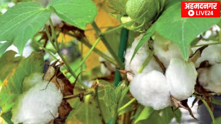 Cotton Farming Maharashtra