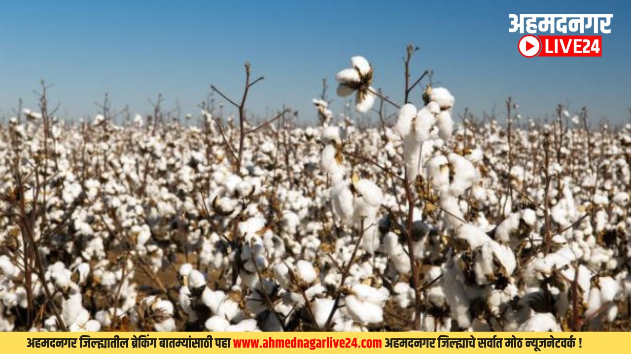 Cotton Farming