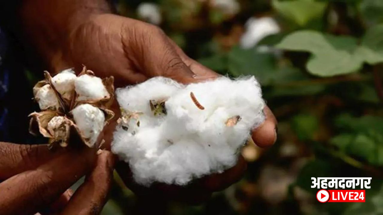 Cotton crop