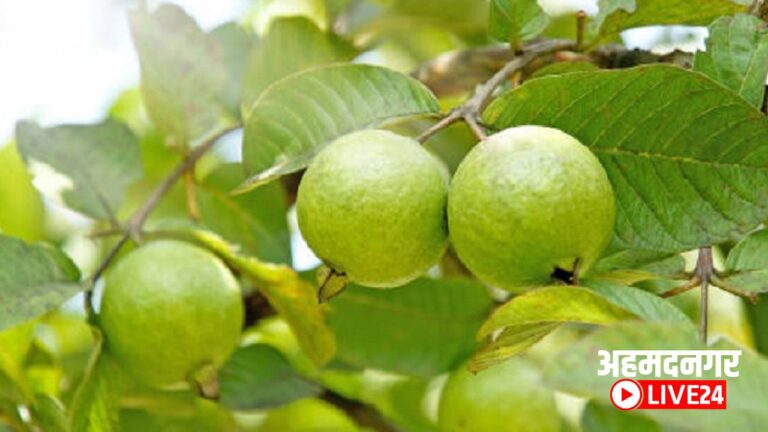 Guava Farming