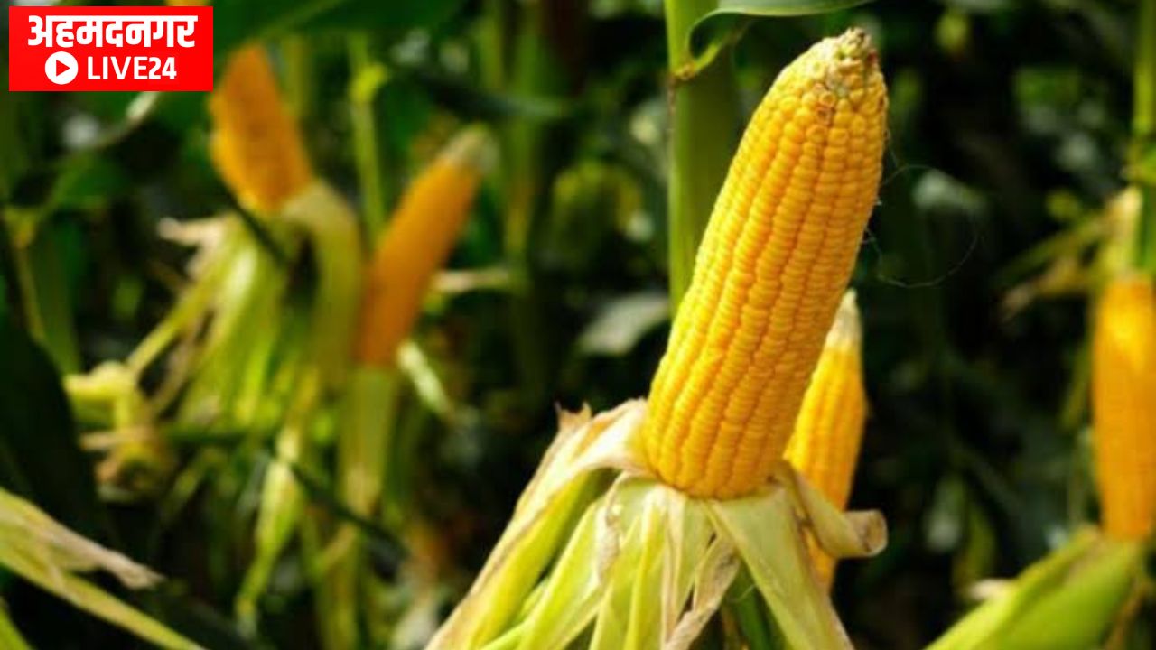 Maize Farming