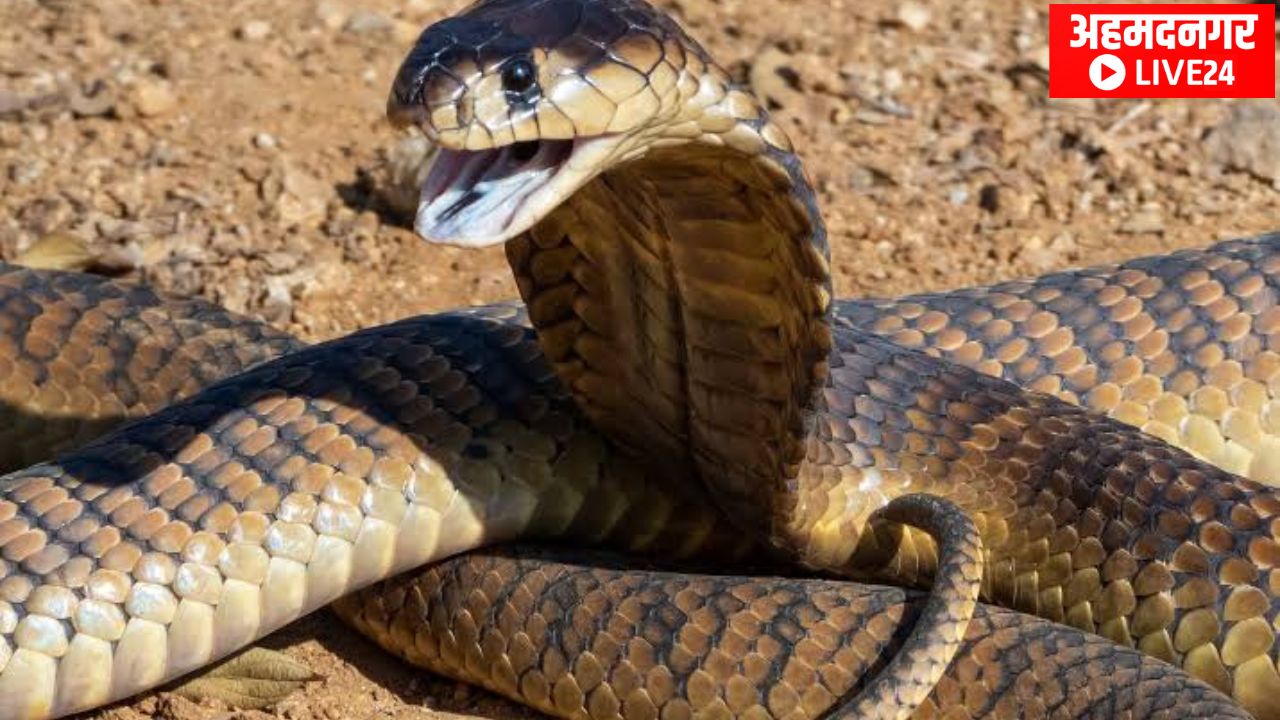 Snake Bite Precautions