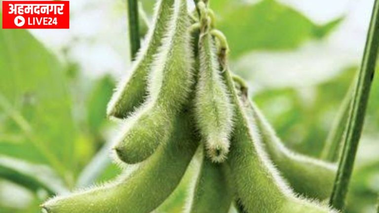 Soybean Crop Management