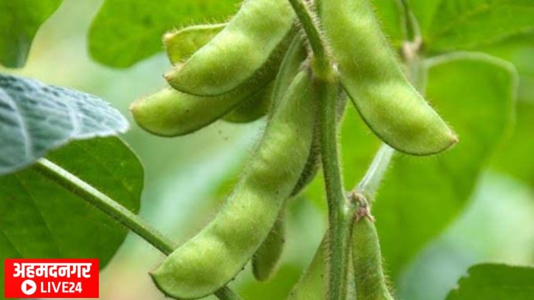 Soybean Crop Management