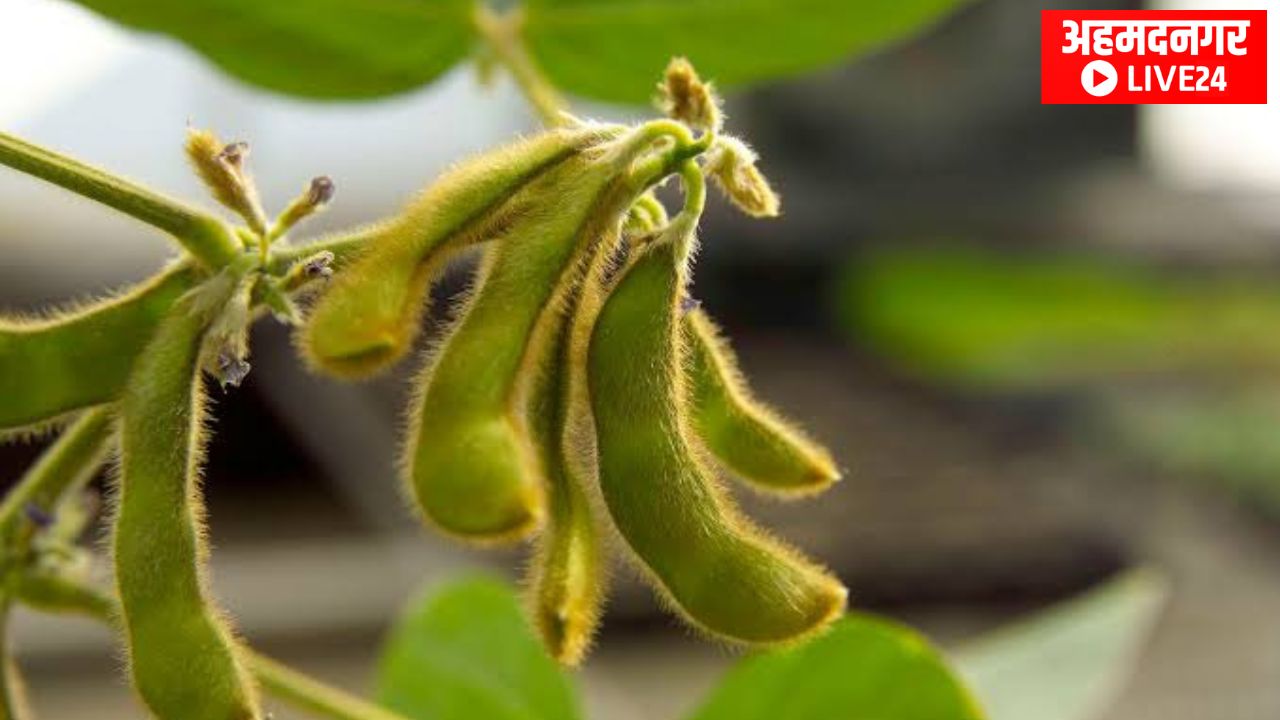 Soybean Variety