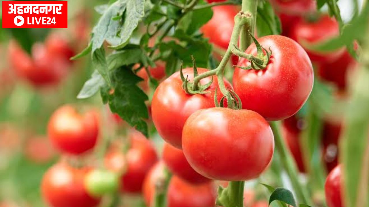 Tomato Farming