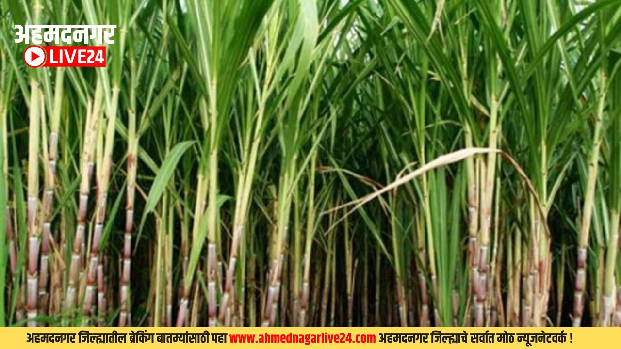 Sugarcane Farming