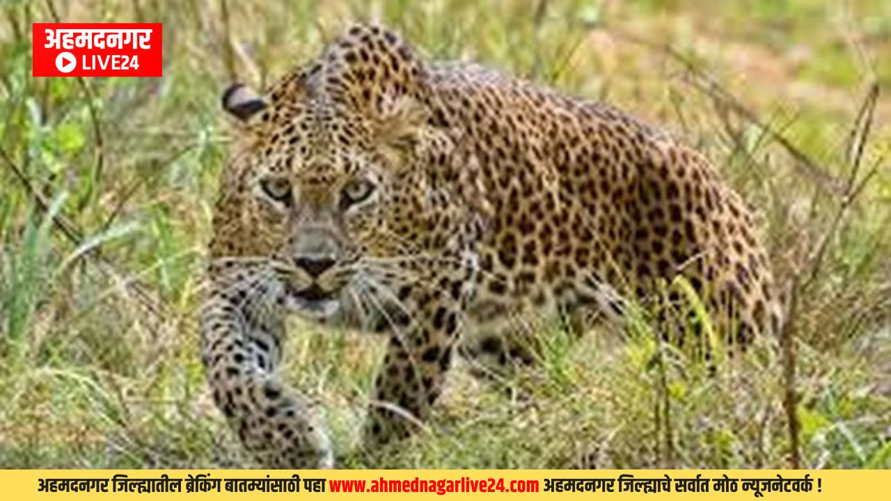 Ahmednagar News