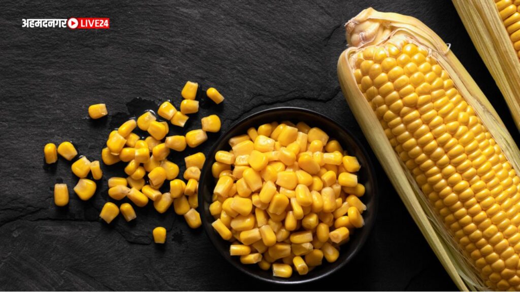 Boiled Corn Benefit मक्याचे 5 आरोग्यदायी फायदे, जाणून घ्या खाण्याची