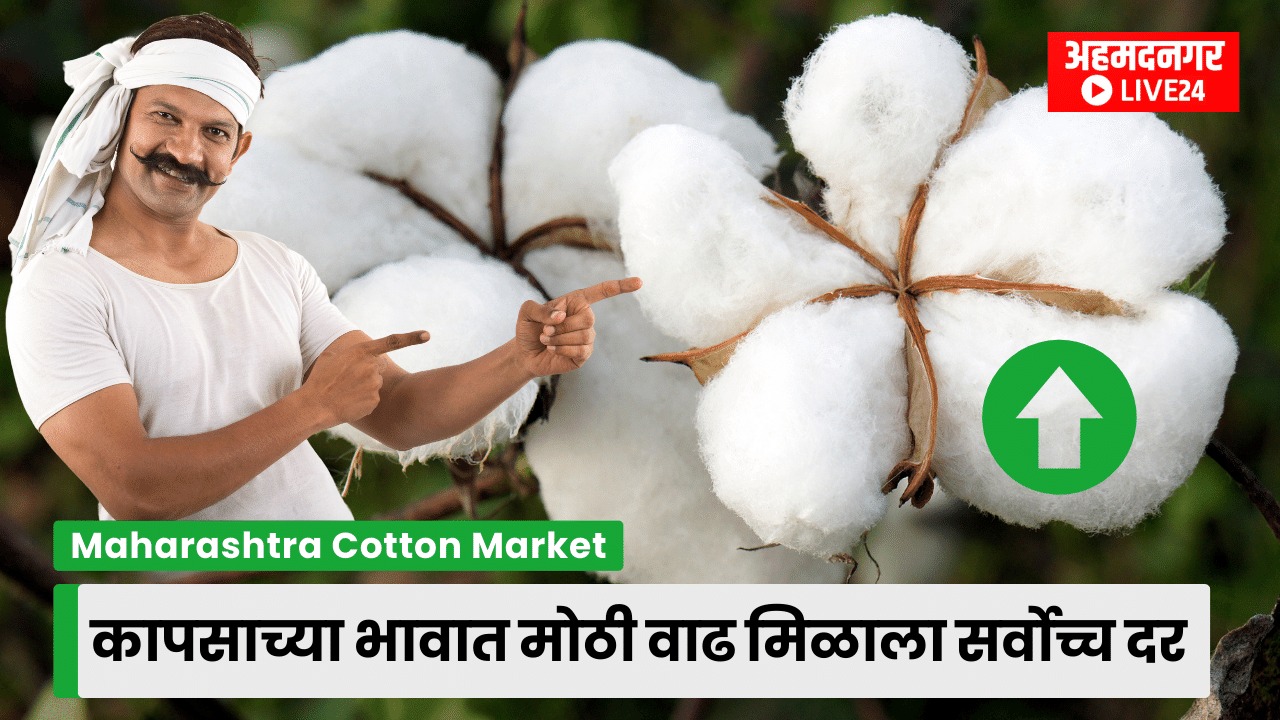 Cotton Market Price