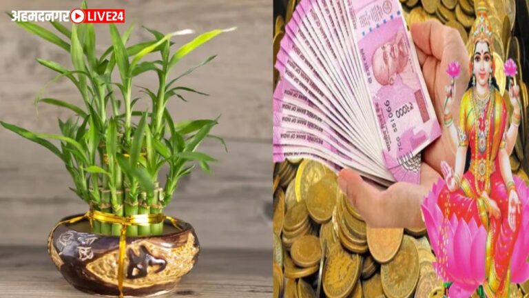Money Treasure Plants
