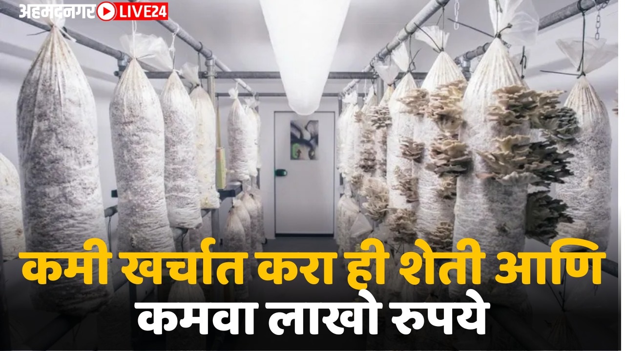 mashroom farming