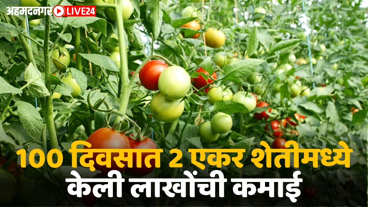 tomato farming