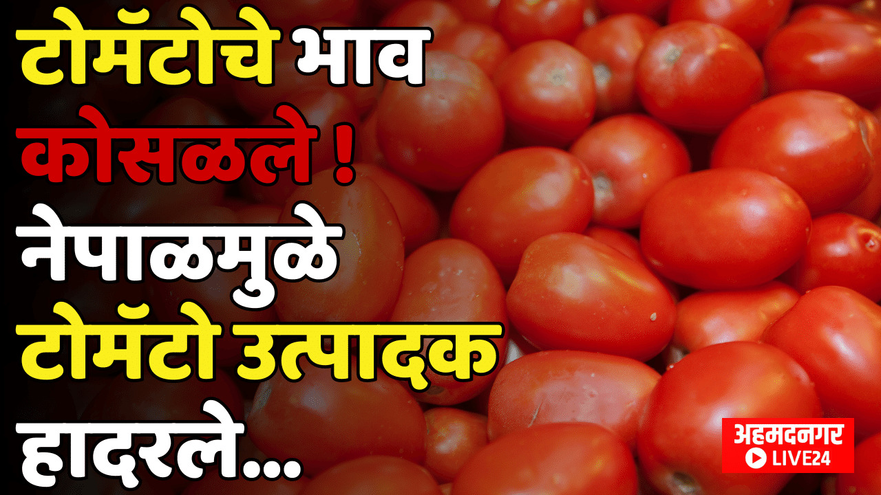 Tomato Price