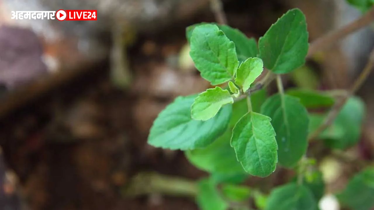 benefits of Tulsi leaves
