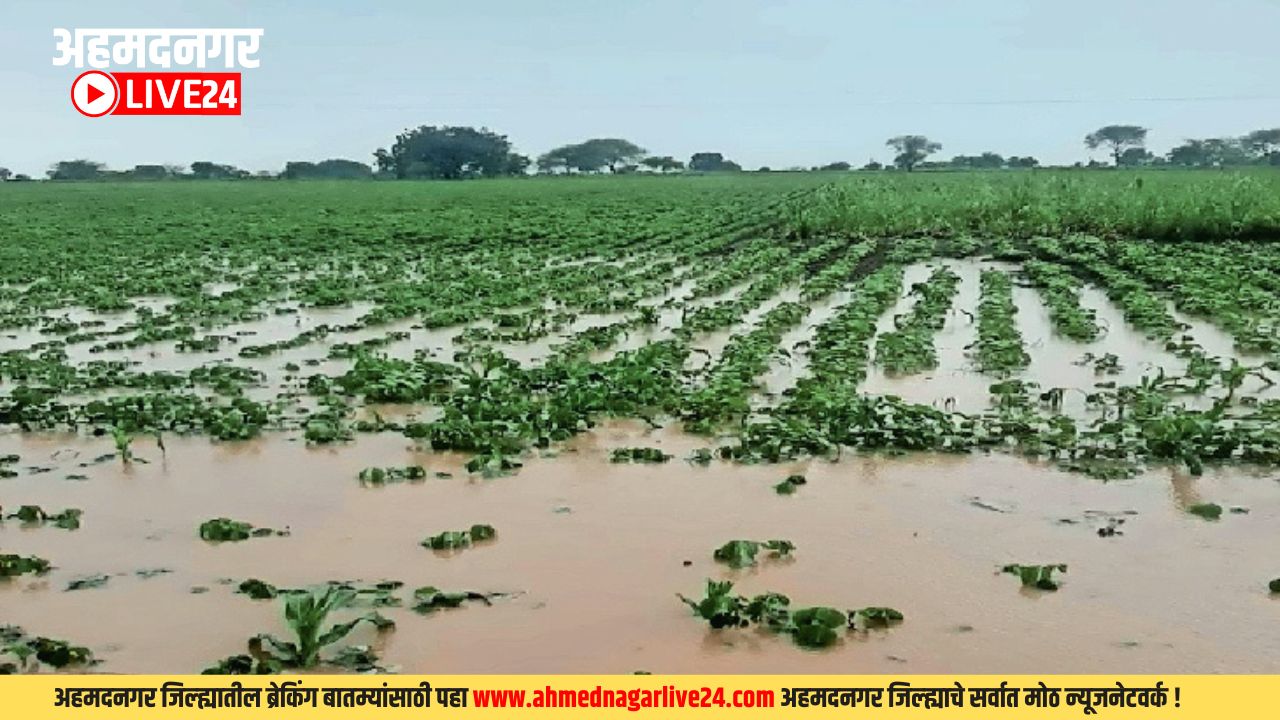 Soybean Farming