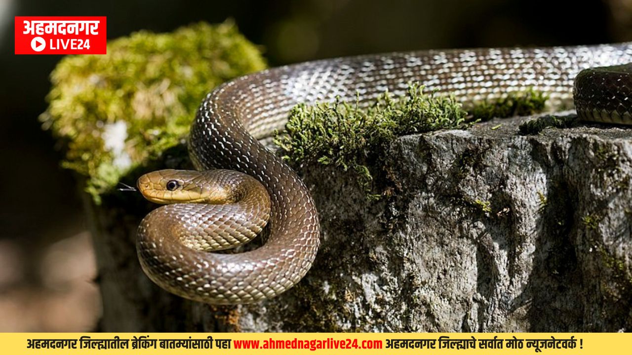 Ajab Gajab News