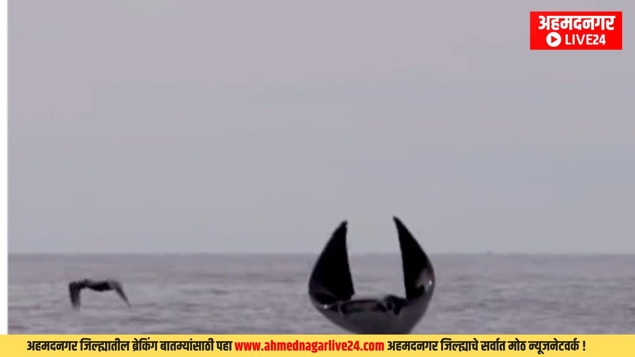 Flying Fish