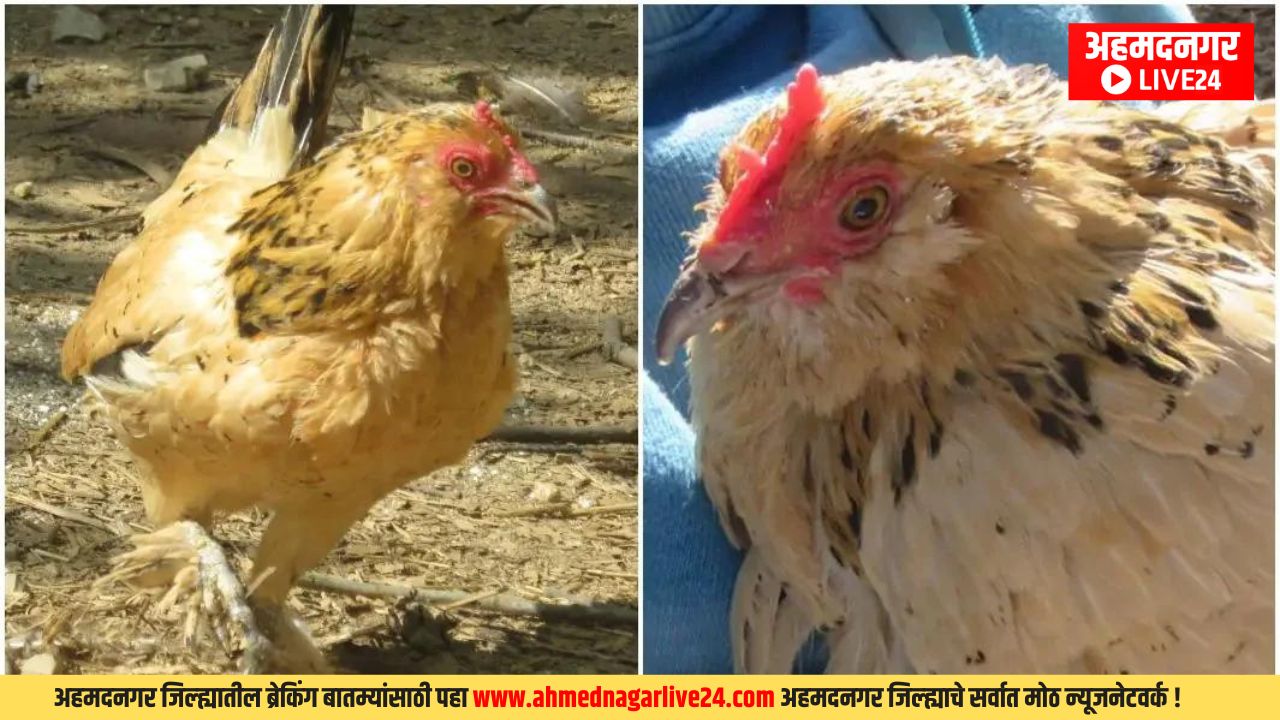 Ajab Gajab News