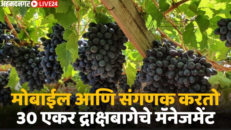 automatic grape farming