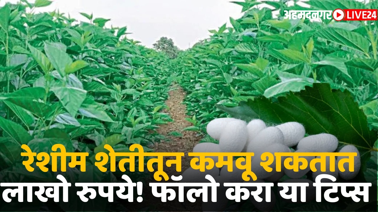 silk farming