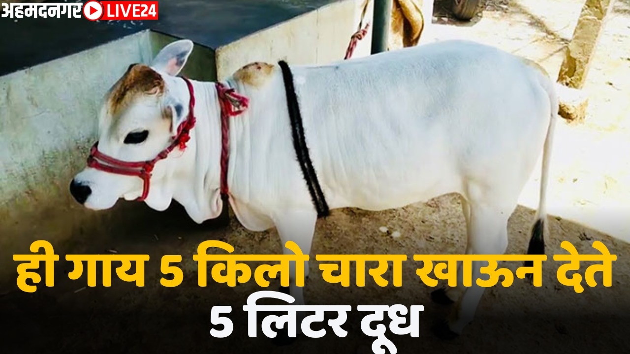 pungnur cow