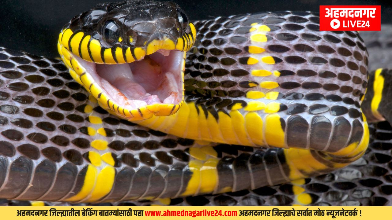 Snake Interesting Fact