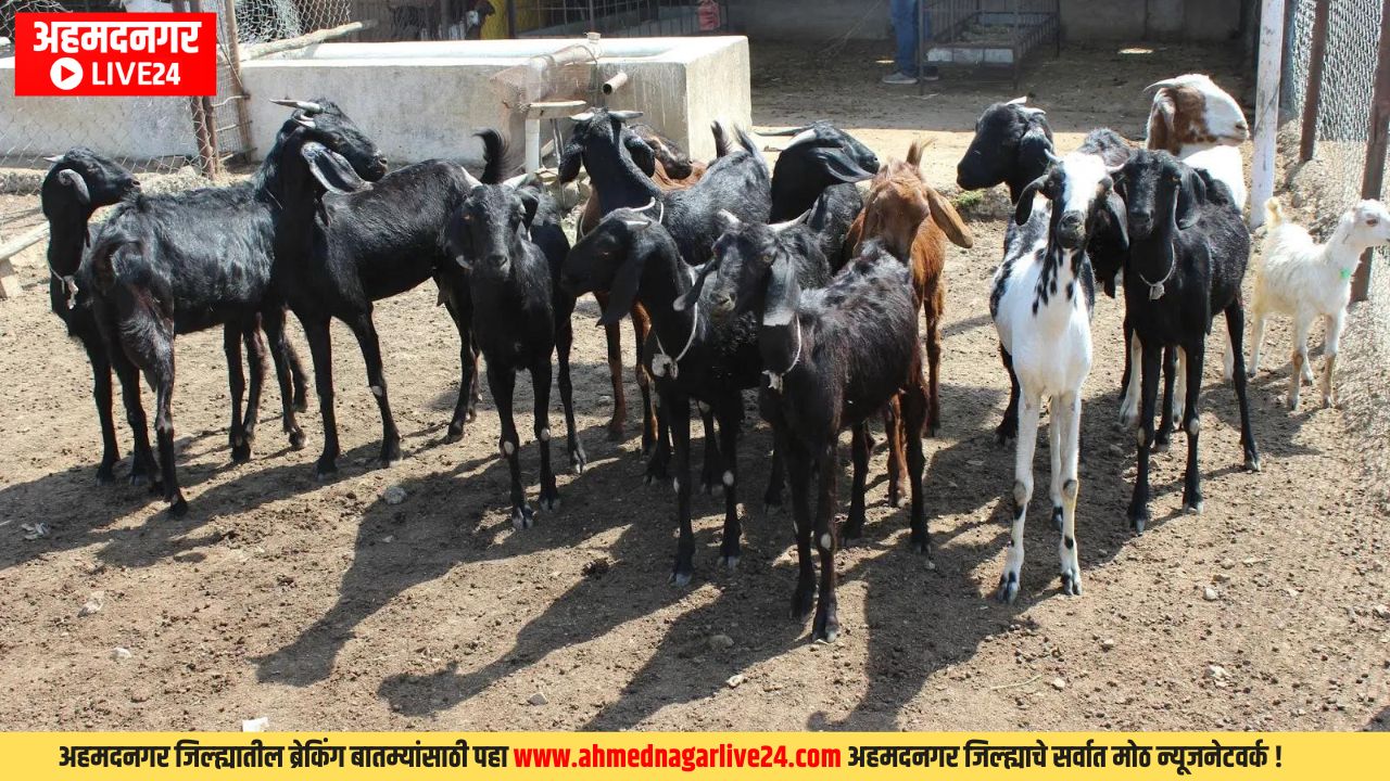 Ahmednagar News
