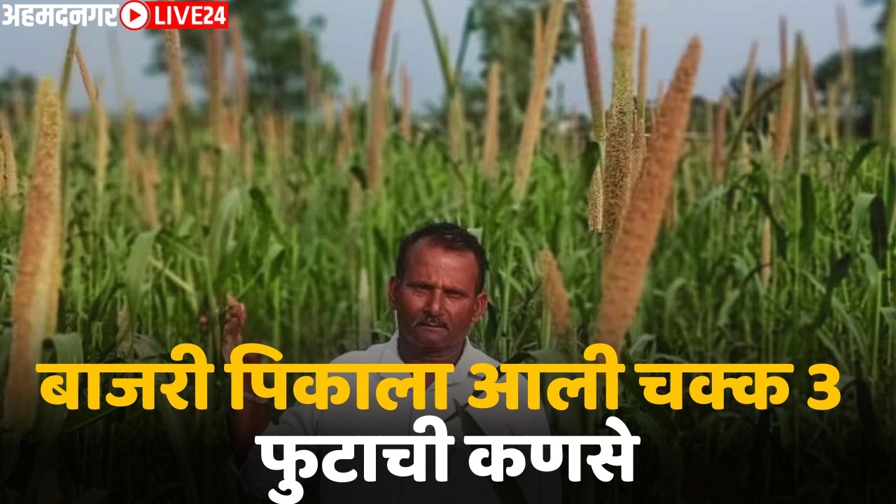 turki bajara seed