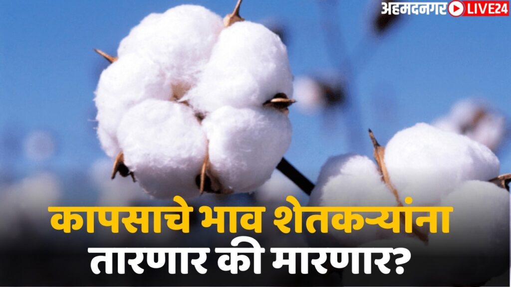 maharashtra cotton rate