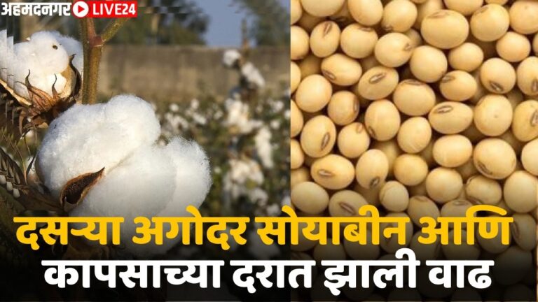 soybean and cotton market price