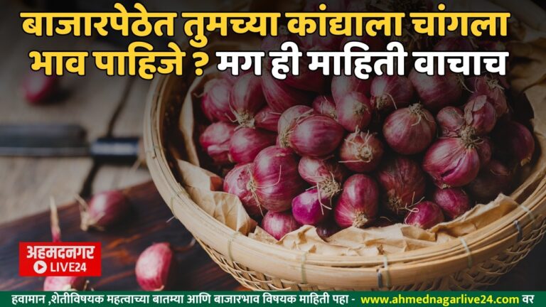 onion processing business