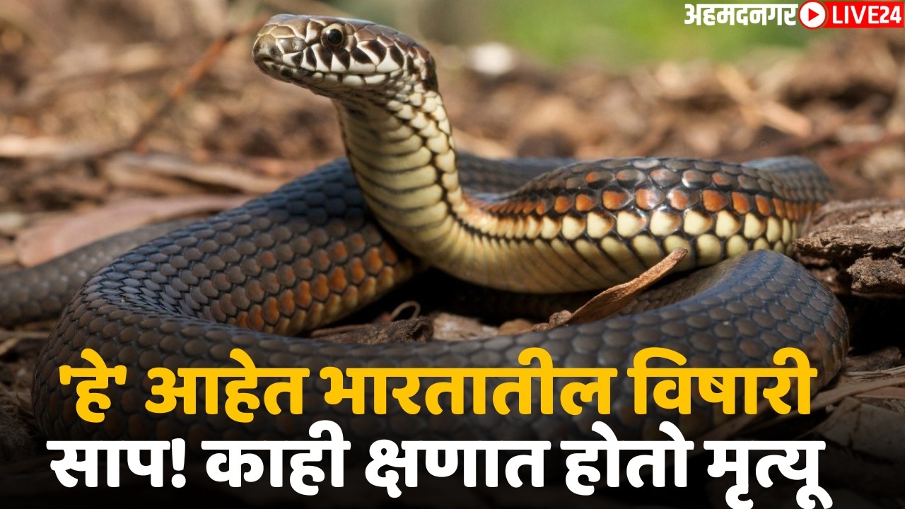 snake species