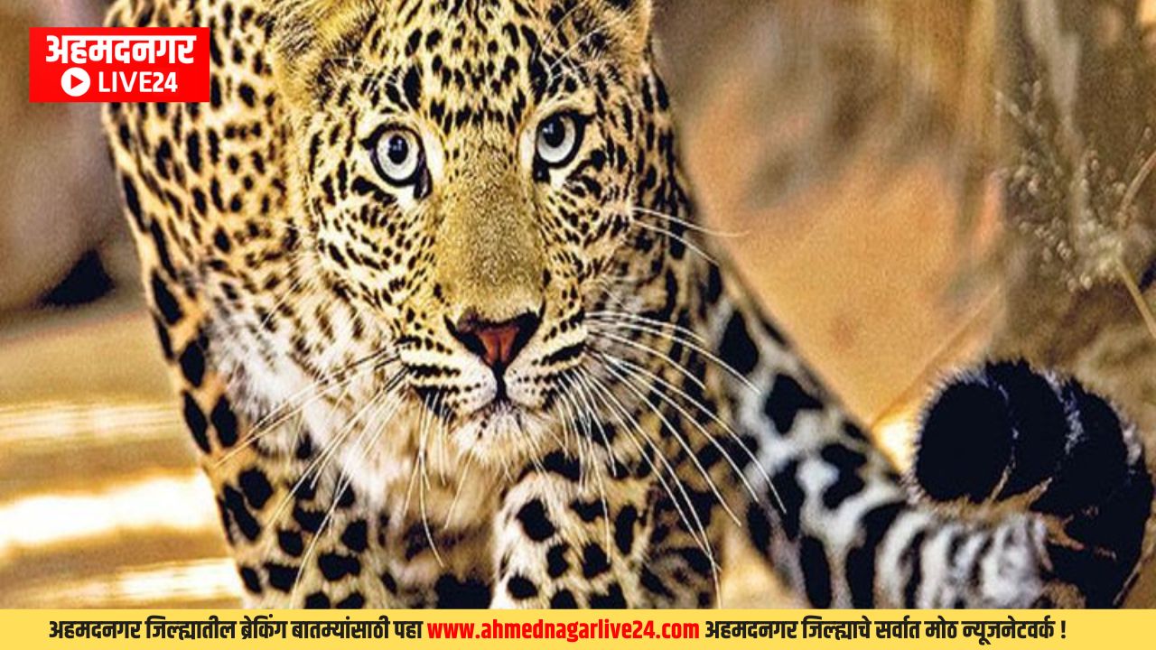 Ahmednagar News