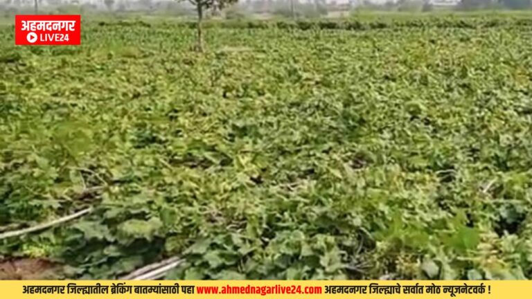  Agricultural News
