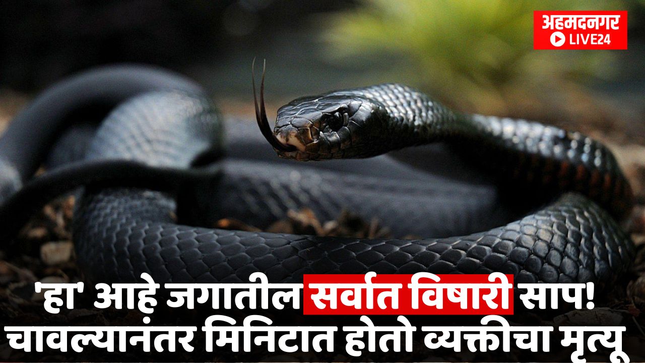 Black Mamba Snake