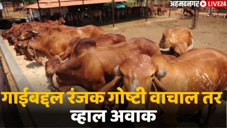 intresting facts of cow