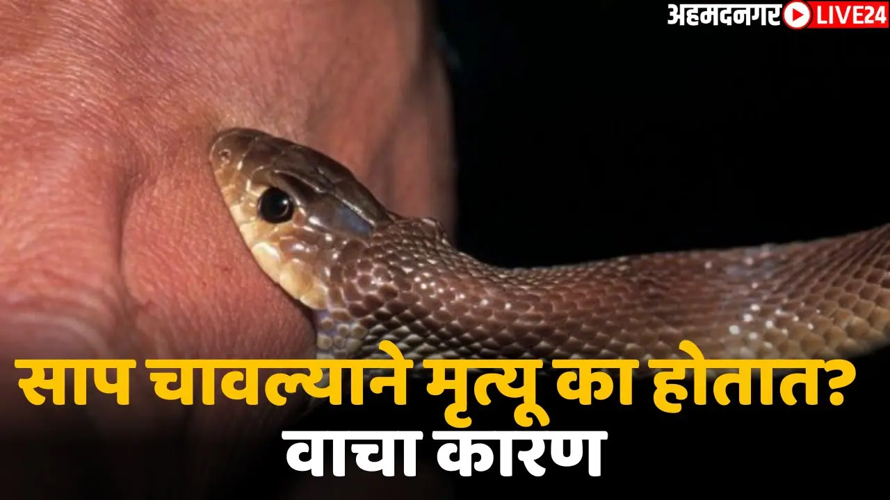 snake bite