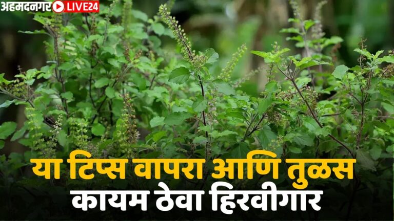 tulsi plant care tips