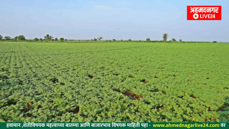 Chana Cultivation