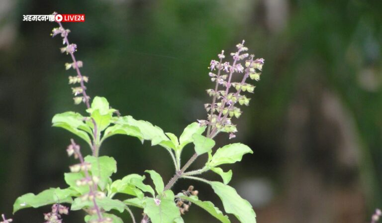 Tulsi Manjari Benefits