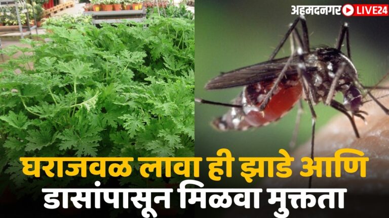 plant for mosquito prevention