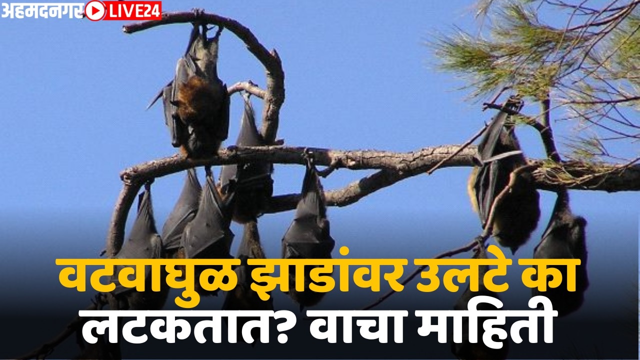 facts of bats