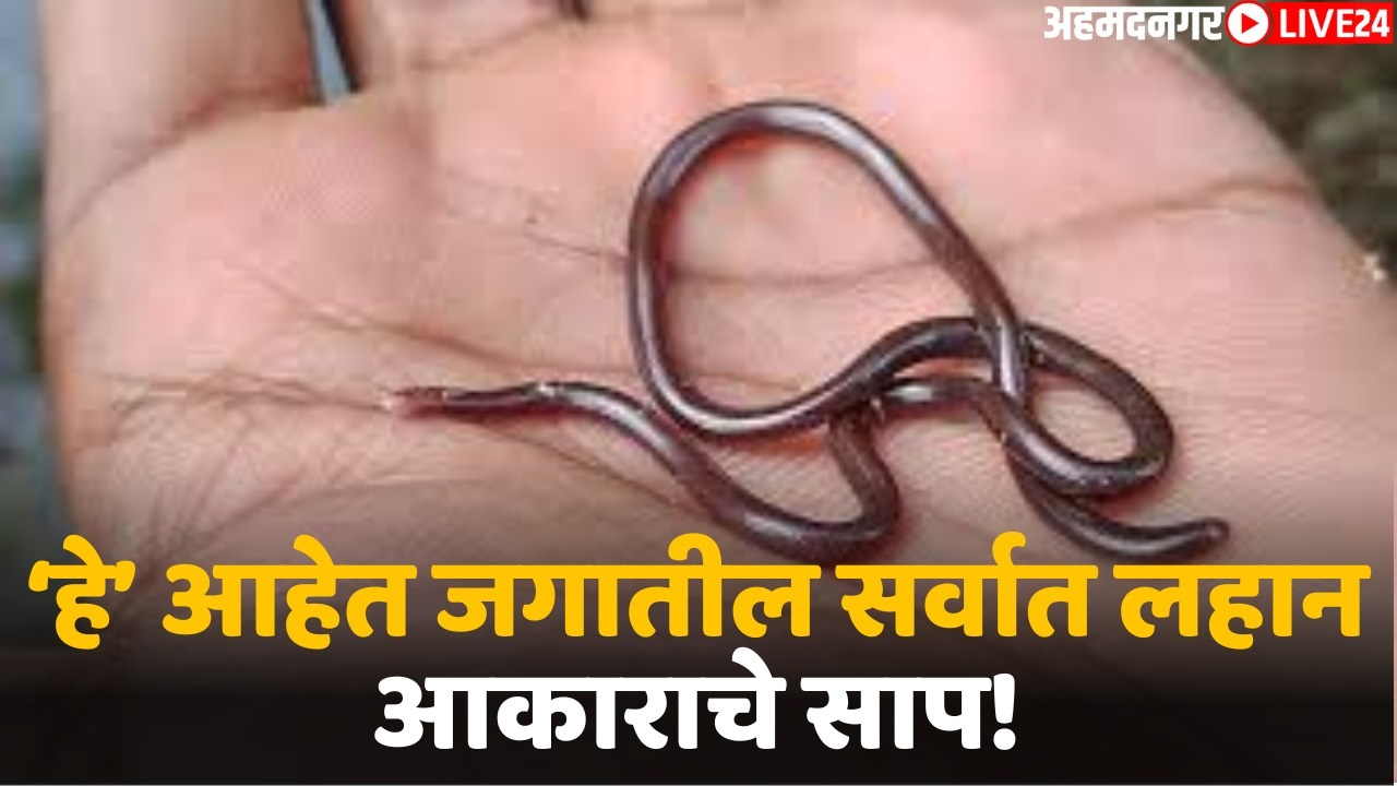 smallest snake species