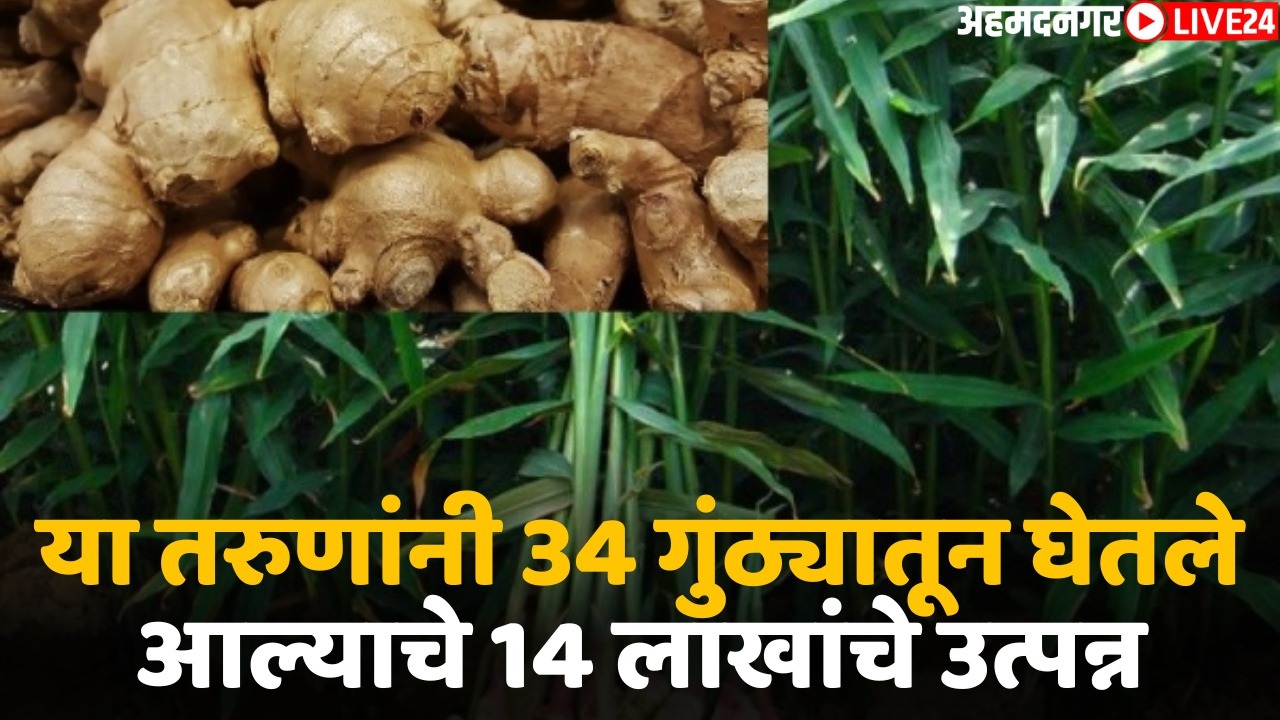 ginger farming