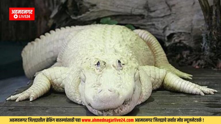 world's rarest white crocodile