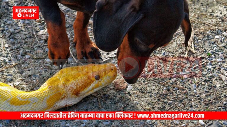 Ahmednagar News