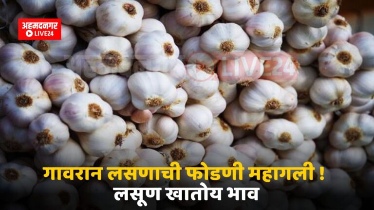 Garlic Prices in Maharashtra